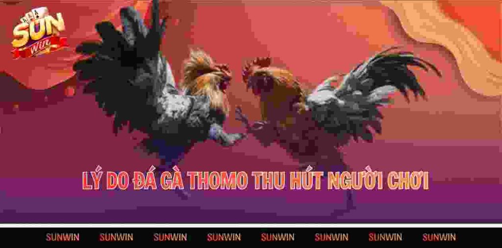 Lý do đá gà Thomo thu hút người chơi
