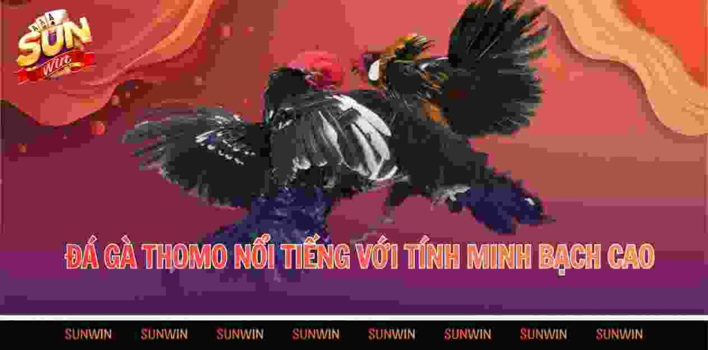 Đá gà Thomo nổi tiếng với tính minh bạch cao